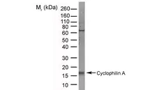 Anti Cyclophilin A Antibody, clone AbD00794 gallery image 2