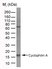 Anti Cyclophilin A Antibody, clone AbD00794 thumbnail image 2