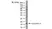 Anti Cyclophilin A Antibody, clone AbD00794 thumbnail image 2
