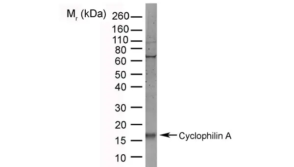 Anti Cyclophilin A Antibody, clone AbD00794 gallery image 2