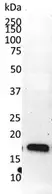 Anti Cyclophilin A Antibody, clone AbD00794 thumbnail image 3