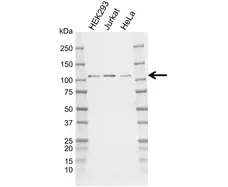 Anti Human Cyld Antibody, clone CD02/3E12-1 gallery image 1