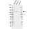 Anti Human Cyld Antibody, clone CD02/3E12-1 thumbnail image 1
