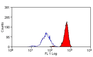 Anti Human Cytochrome B245 Light Chain Antibody, clone CS9 gallery image 2