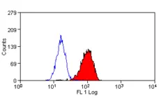Anti Human Cytochrome B245 Heavy Chain Antibody, clone NL7 gallery image 1