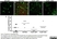 Anti Human Cytochrome B245 Heavy Chain Antibody, clone NL7 thumbnail image 2