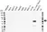 Anti Cytochrome P450 3A4 Antibody, clone 3H8 (PrecisionAb Monoclonal Antibody) thumbnail image 1