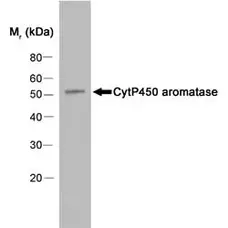 Anti Human Cytochrome P450 Aromatase Antibody, clone H4 gallery image 1