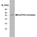 Anti Human Cytochrome P450 Aromatase Antibody, clone H4 thumbnail image 1
