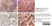 Anti Human Cytochrome P450 Aromatase Antibody, clone H4 thumbnail image 11