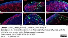 Anti Human Cytochrome P450 Aromatase Antibody, clone H4 gallery image 15
