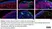 Anti Human Cytochrome P450 Aromatase Antibody, clone H4 thumbnail image 15