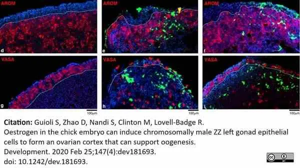 Anti Human Cytochrome P450 Aromatase Antibody, clone H4 gallery image 15