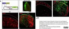 Anti Human Cytochrome P450 Aromatase Antibody, clone H4 gallery image 16