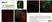 Anti Human Cytochrome P450 Aromatase Antibody, clone H4 thumbnail image 16