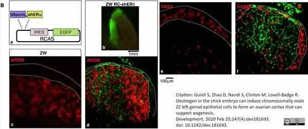 Anti Human Cytochrome P450 Aromatase Antibody, clone H4 gallery image 16