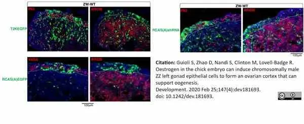 Anti Human Cytochrome P450 Aromatase Antibody, clone H4 gallery image 18