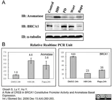 Anti Human Cytochrome P450 Aromatase Antibody, clone H4 gallery image 2