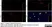 Anti Human Cytochrome P450 Aromatase Antibody, clone H4 thumbnail image 4