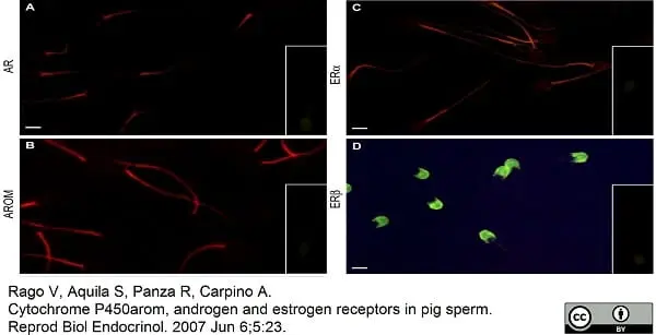 Anti Human Cytochrome P450 Aromatase Antibody, clone H4 gallery image 4