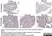 Anti Human Cytochrome P450 Aromatase Antibody, clone H4 thumbnail image 6