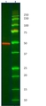 Anti Cytokeratin 14 Antibody, clone AbD03759 (PrecisionAb Monoclonal Antibody) thumbnail image 2