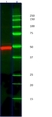 Anti Cytokeratin 14 Antibody, clone AbD03759 (PrecisionAb Monoclonal Antibody) thumbnail image 3