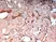 Anti Human Cytokeratin 14 Antibody, clone LL002 thumbnail image 2