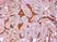 Anti Human Cytokeratin 14 Antibody, clone LL002 thumbnail image 3
