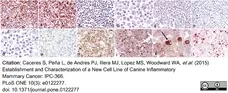 Anti Human Cytokeratin 14 Antibody, clone LL002 gallery image 4