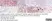 Anti Human Cytokeratin 14 Antibody, clone LL002 thumbnail image 4