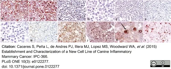 Anti Human Cytokeratin 14 Antibody, clone LL002 gallery image 4