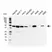 Anti Cytokeratin 18/19 Antibody, clone AbD03748 (PrecisionAb Monoclonal Antibody) thumbnail image 1