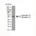 Anti Cytokeratin 18/19 Antibody, clone AbD03748 (PrecisionAb Monoclonal Antibody) thumbnail image 2