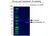 Anti Human Cytokeratin 19 Antibody, clone A53-B/A2 (Monoclonal Antibody Antibody) thumbnail image 10