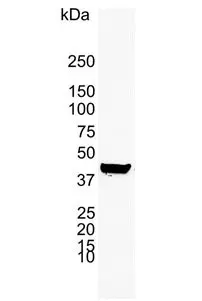 Anti Human Cytokeratin 19 Antibody, clone A53-B/A2 (Monoclonal Antibody Antibody) gallery image 2