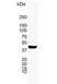 Anti Human Cytokeratin 19 Antibody, clone A53-B/A2 (Monoclonal Antibody Antibody) thumbnail image 2