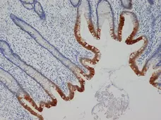 Anti Human Cytokeratin 19 Antibody, clone A53-B/A2 (Monoclonal Antibody Antibody) gallery image 3