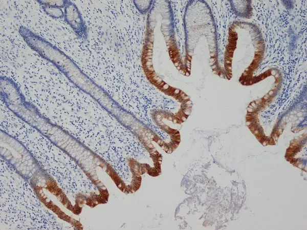 Anti Human Cytokeratin 19 Antibody, clone A53-B/A2 (Monoclonal Antibody Antibody) gallery image 3