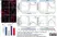 Anti Human Cytokeratin 19 Antibody, clone A53-B/A2 (Monoclonal Antibody Antibody) thumbnail image 6