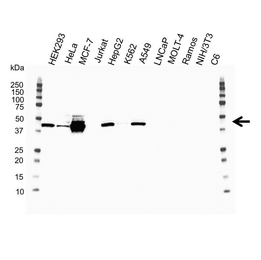 Anti Human Cytokeratin 19 Antibody, clone A53-B/A2 (Monoclonal Antibody Antibody) thumbnail image 7