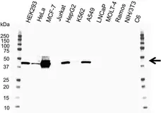 Anti Human Cytokeratin 19 Antibody, clone A53-B/A2 (Monoclonal Antibody Antibody) gallery image 8