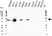 Anti Human Cytokeratin 19 Antibody, clone A53-B/A2 (Monoclonal Antibody Antibody) thumbnail image 8