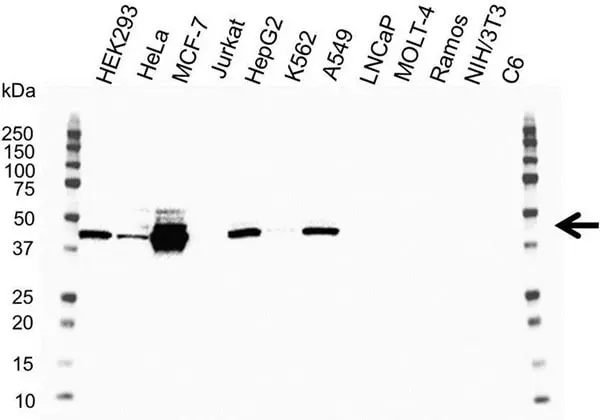 Anti Human Cytokeratin 19 Antibody, clone A53-B/A2 (Monoclonal Antibody Antibody) gallery image 8