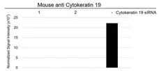 Anti Human Cytokeratin 19 Antibody, clone A53-B/A2 (Monoclonal Antibody Antibody) gallery image 9