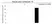 Anti Human Cytokeratin 19 Antibody, clone A53-B/A2 (Monoclonal Antibody Antibody) thumbnail image 9