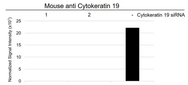 Anti Human Cytokeratin 19 Antibody, clone A53-B/A2 (Monoclonal Antibody Antibody) gallery image 9