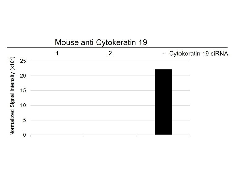 Anti Human Cytokeratin 19 Antibody, clone A53-B/A2 (Monoclonal Antibody Antibody) gallery image 9