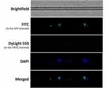Anti Human Cytokeratin (Pan Reactive) Antibody, clone C-11 gallery image 3