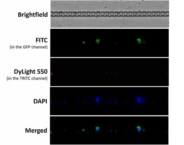 Anti Human Cytokeratin (Pan Reactive) Antibody, clone C-11 gallery image 3